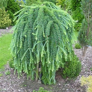       Larix kaempferi  Stiff Weeper